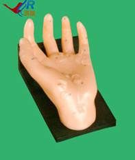 Modelo de Mano  que ilustra los Puntos de acupuntura de los Órganos
